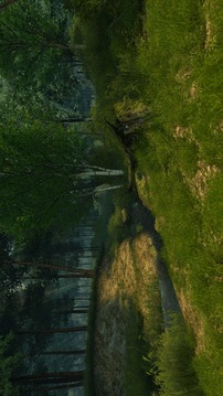 3D Summer Forest截图