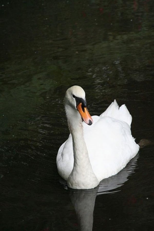 Beautiful Swan Photo Fre...截图8