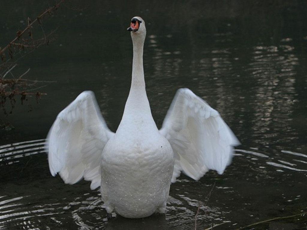 Beautiful Swan Photo Fre...截图6