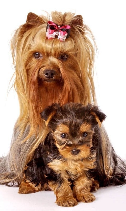 Yorkshire Terrier pt截图5