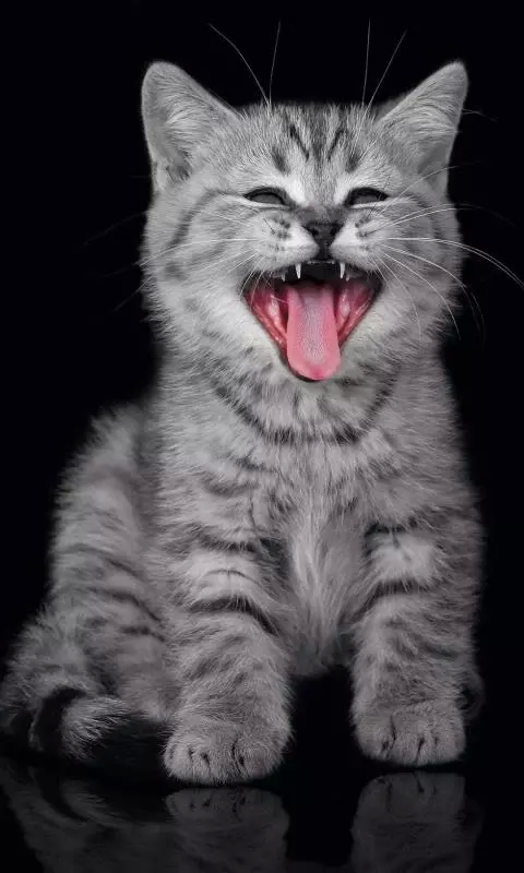 Funny kitty pet截图5