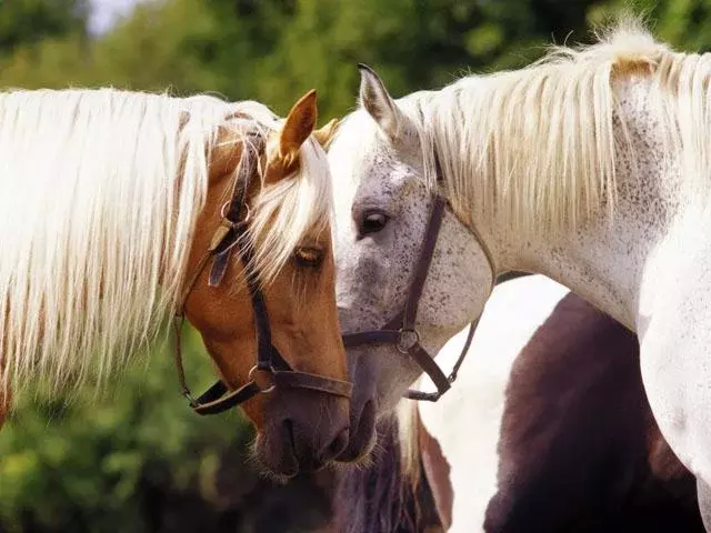 Horses photo截图1