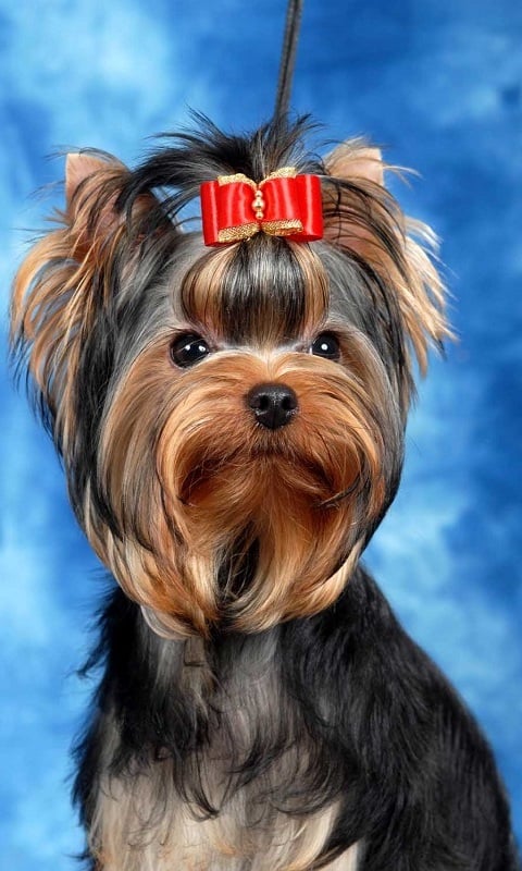 Yorkshire Terrier pt截图3