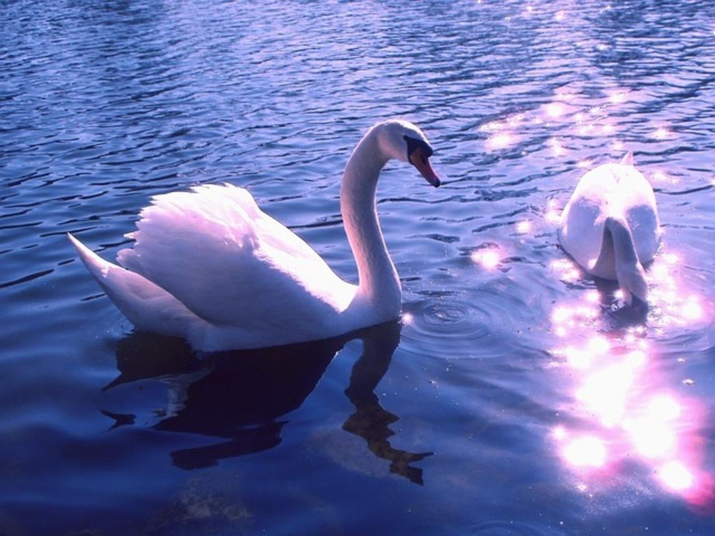 Beautiful Swan Photo Fre...截图7