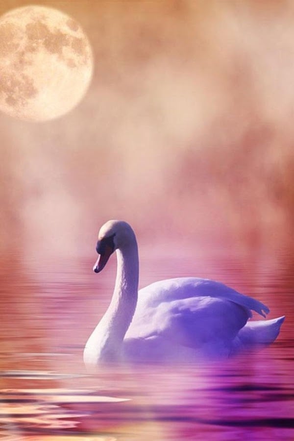 Beautiful Swan Photo Fre...截图3