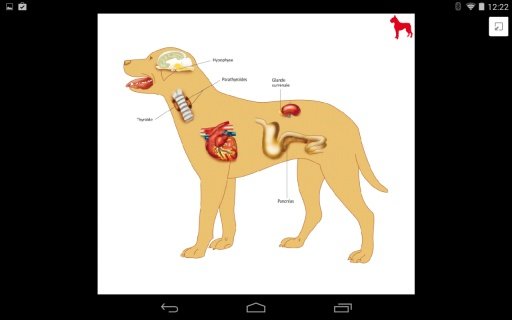 Vet'Consult Endocrinologie截图2