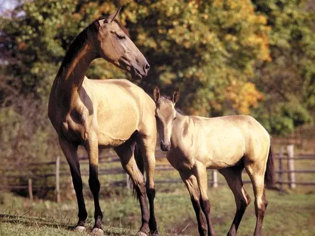 Horses photo截图2