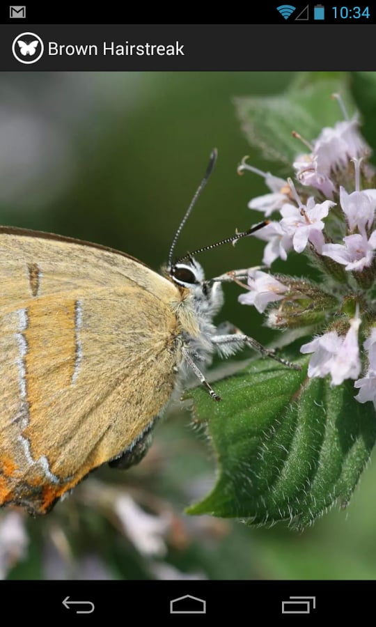 Irish Butterflies截图1