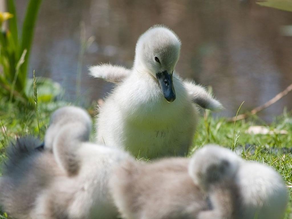 Beautiful Swan Photo Fre...截图4