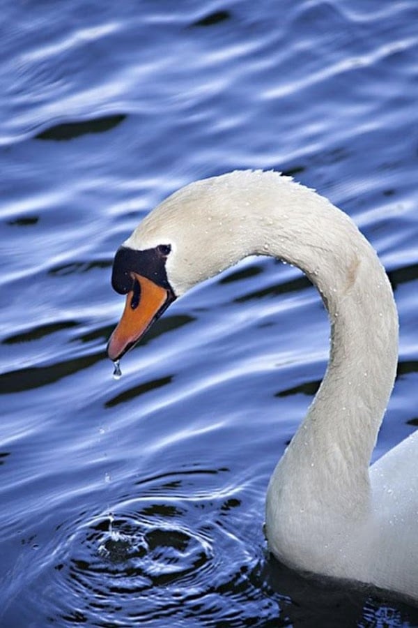 Beautiful Swan Photo Fre...截图1