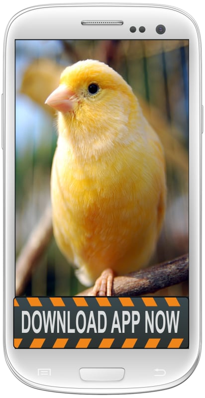 Canary Bird Sound Tone截图2