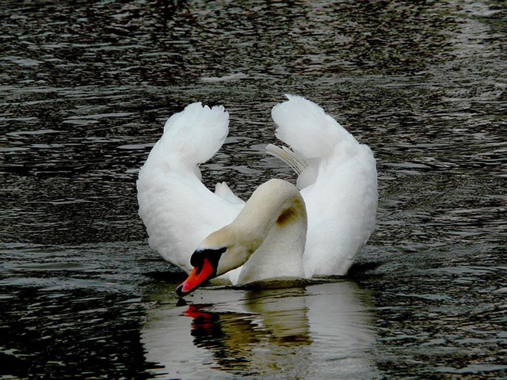 Beautiful Swan Photo Fre...截图5