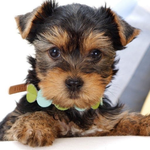 Yorkshire Terrier pt截图4