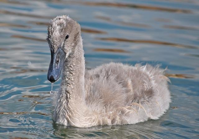 Beautiful Swan Photo Fre...截图9