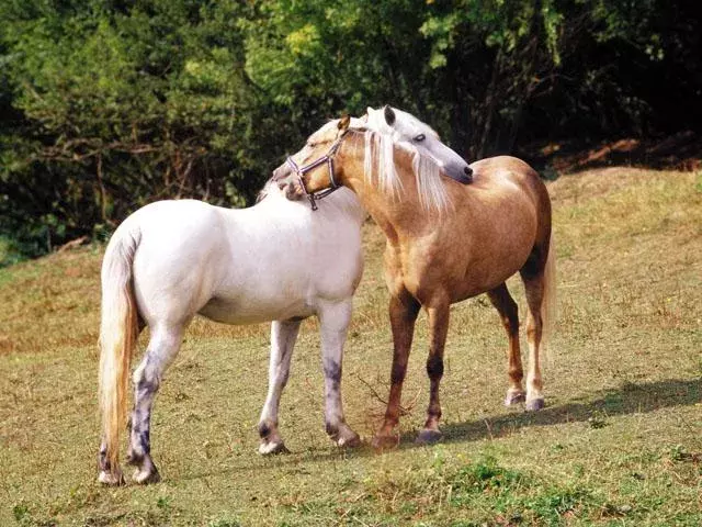 Horses photo截图3