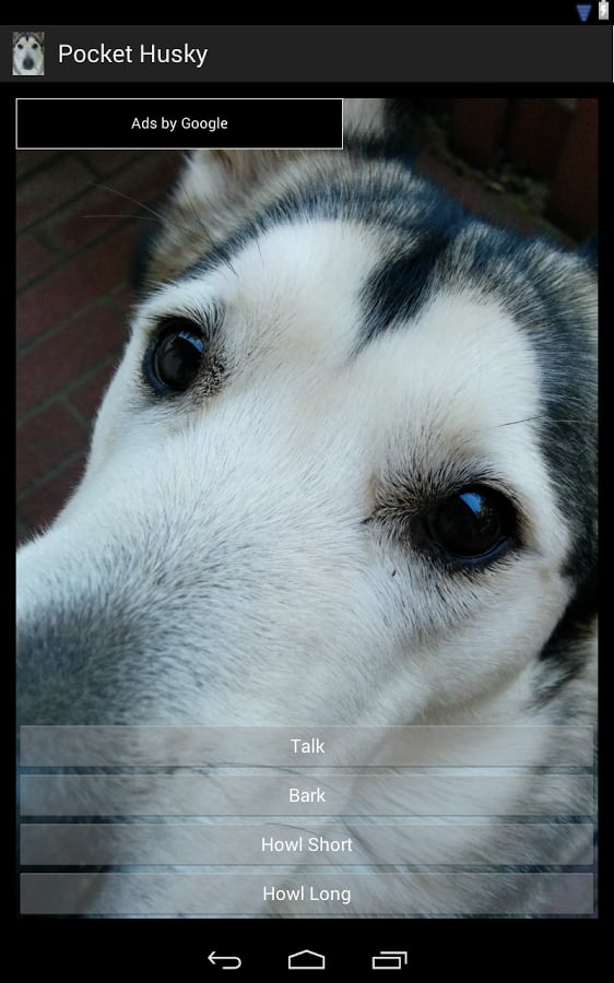 Pocket Husky截图1