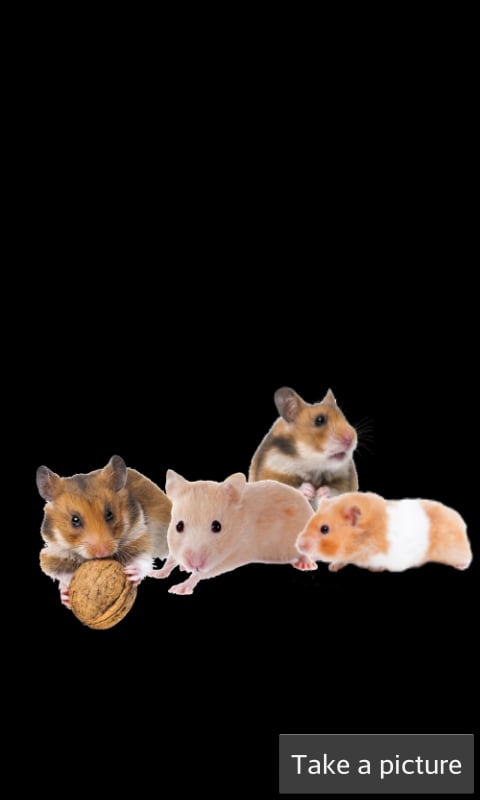 Hamster Games截图9