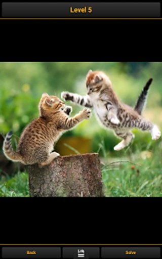 Cats - Puzzle Game截图3