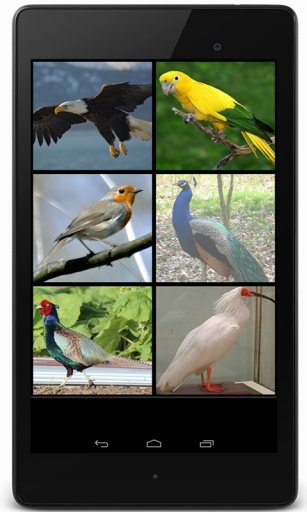 Birds Sounds截图3