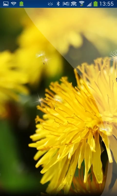 Spring Moves Dandelion h...截图3