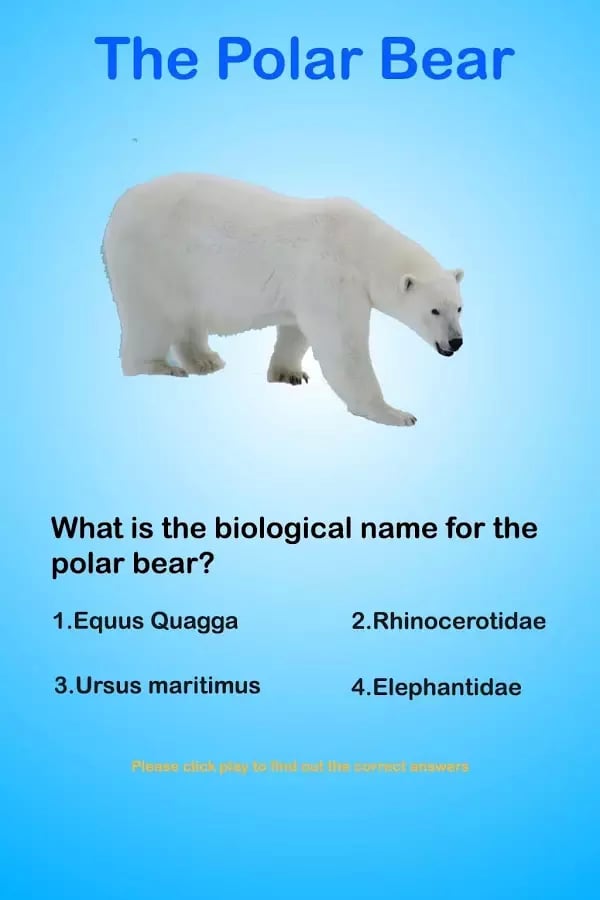 Polar Bear Questions &amp; A...截图1