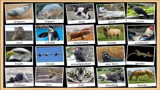 Animal Sounds Soundboard截图10