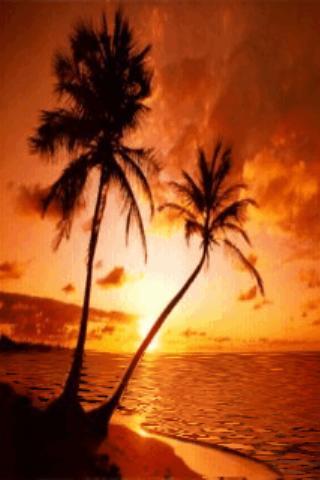 Beach Palm Live Wallpaper截图2