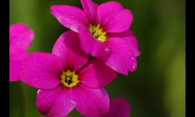 Wildflowers of Cedar Breaks截图5