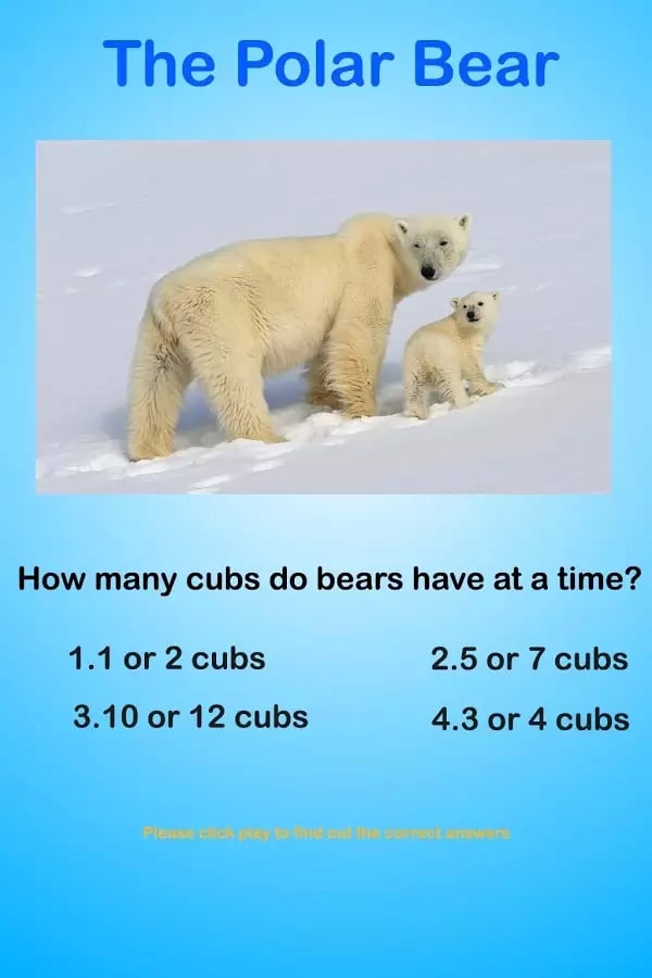 Polar Bear Questions &amp; A...截图3