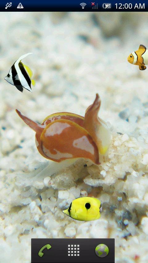 Cowfish Gastropteridae F...截图2