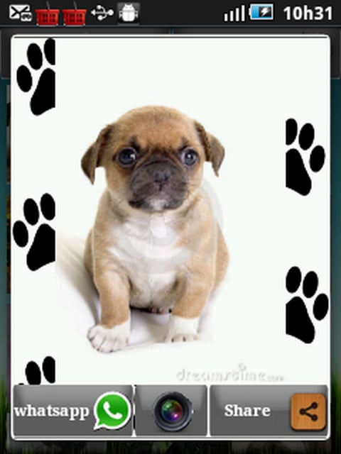 Photo Pug 2截图1