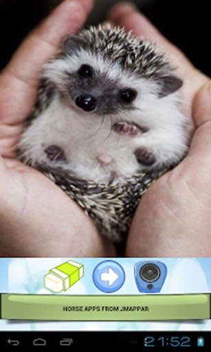 CUTE ANIMALS截图7