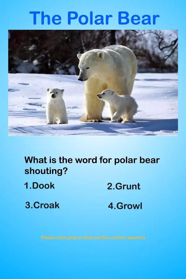 Polar Bear Questions &amp; A...截图2