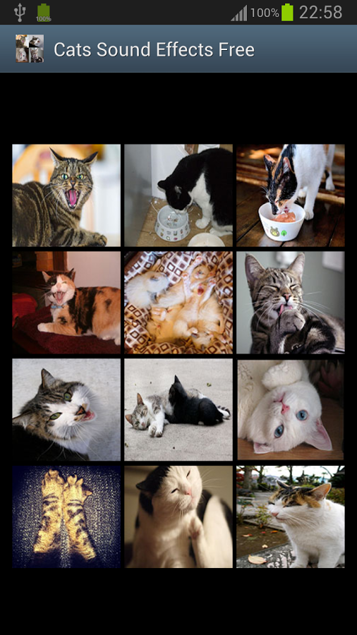 Cats Sound Effects Free截图3