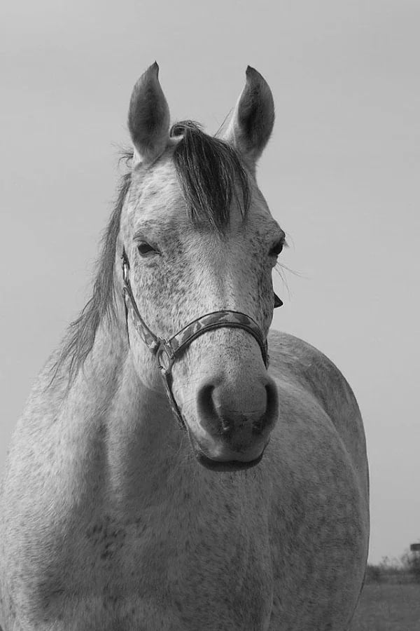 Horse Photo Free截图1