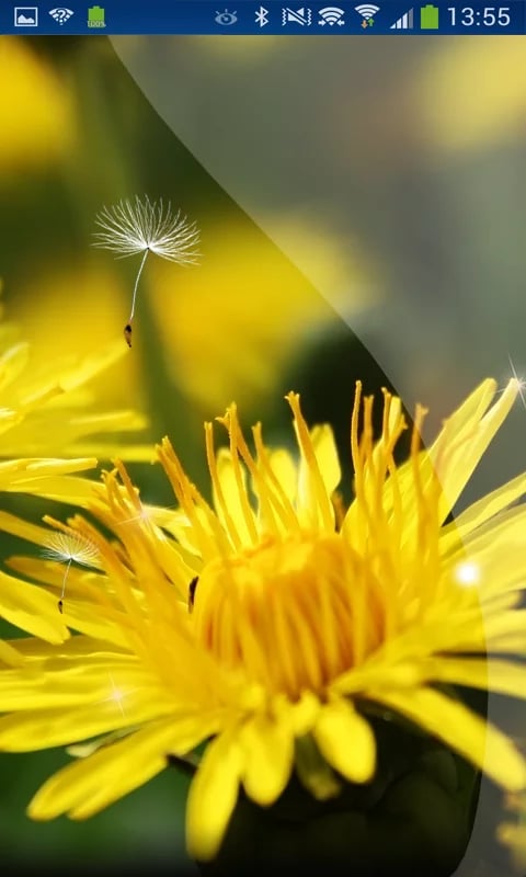 Spring Moves Dandelion h...截图1