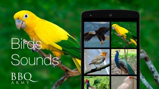 Birds Sounds截图2