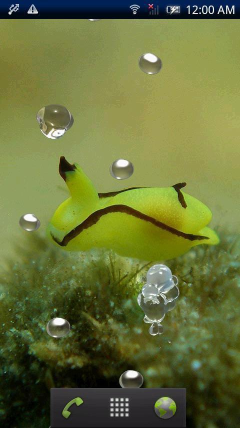 Cowfish Gastropteridae F...截图1