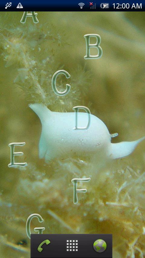 Cowfish Gastropteridae F...截图3