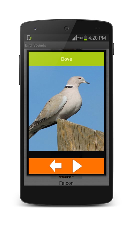 Famous Birds Sounds截图4