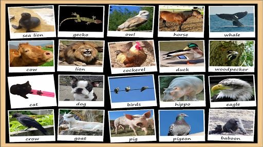 Animal Sounds Soundboard截图5