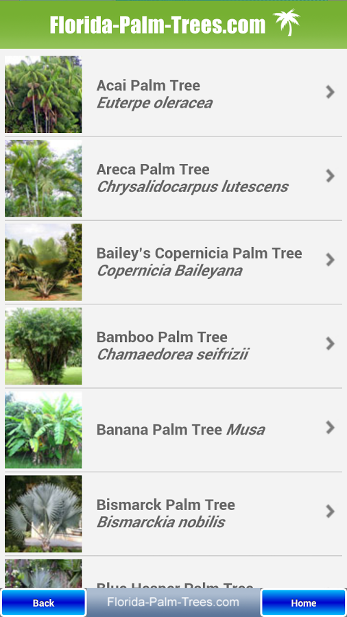 Florida Palm Trees截图2