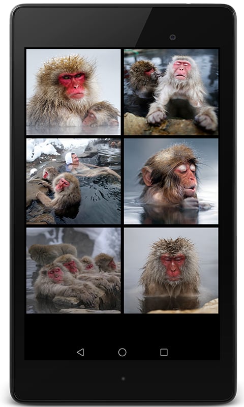 Snow Monkey Sounds and V...截图1