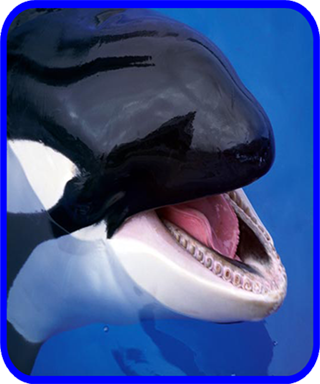 Whale Orca Soundboard截图1