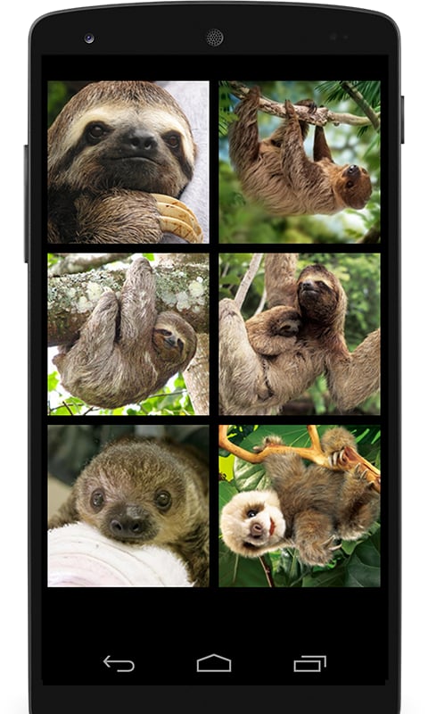 Sloth Sounds截图1