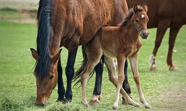 Horse Photo Free截图5