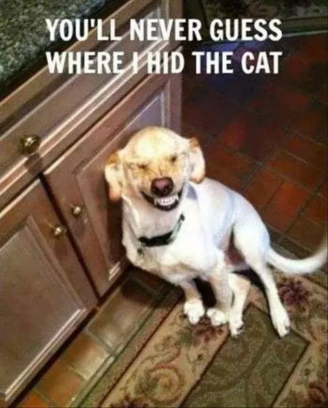 Funny Dog Pics截图3