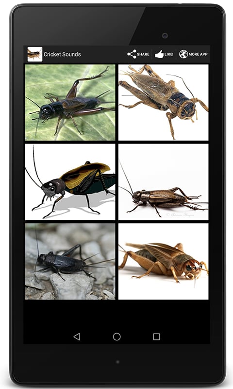 Cricket Sounds截图1