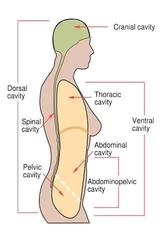 Human Anatomy and Physio...截图1