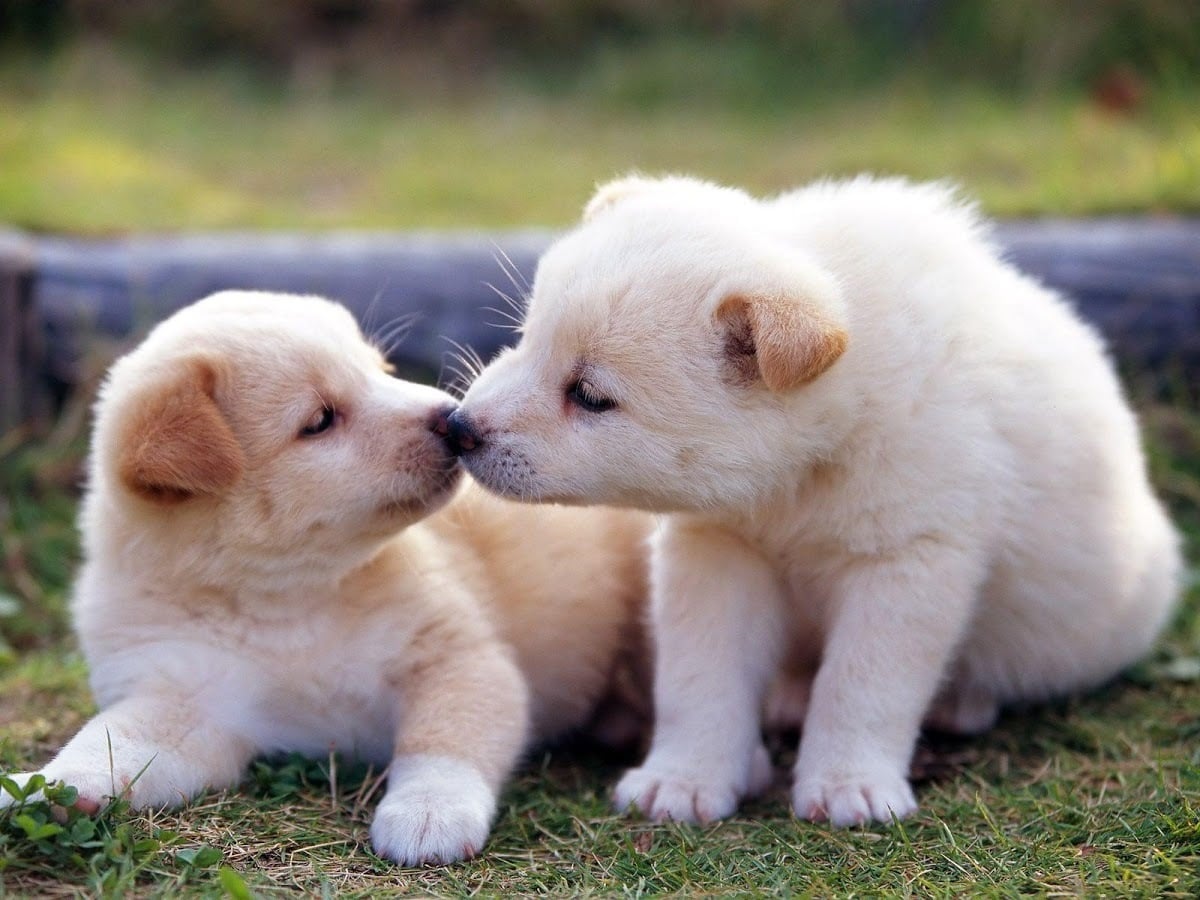 Cute dog Photo gallery截图2